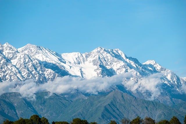 紫露草怎么移栽 , 紫露草的种植与养护指南插图 紫露草怎么移栽 , 紫露草的种植与养护指南插图