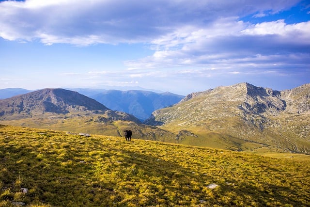 翠云草怎么繁殖 , 翠云草的种植与养护插图 翠云草怎么繁殖 , 翠云草的种植与养护插图