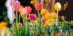 合欢花怎样播种 ，  合欢花的种植与养护——从播种到盛放缩略图