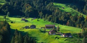 虎头茉莉怎么浇水 ， 虎头茉莉怎么浇水缩略图