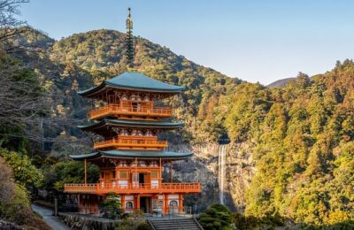 俏黄栌的繁殖方法 ， 俏黄栌的栽培与应用缩略图