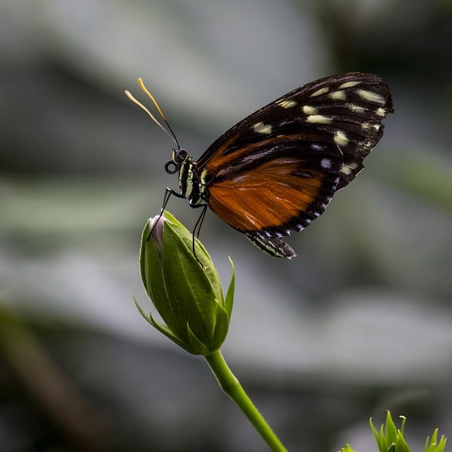 琼花的种子繁殖 ， 琼花的文化寓意与历史渊源插图