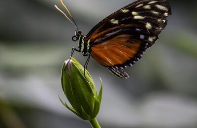 琼花的种子繁殖 ， 琼花的文化寓意与历史渊源缩略图