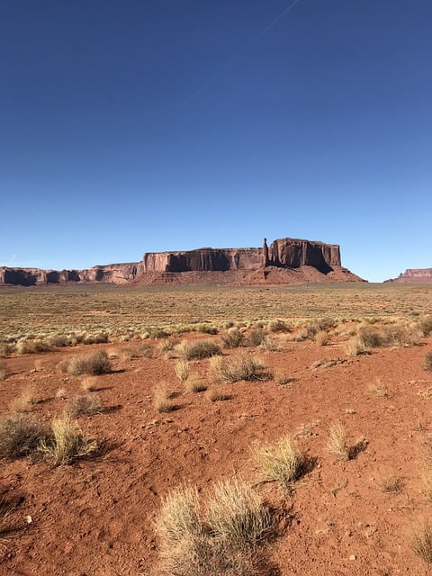 榆叶梅的整形修剪方法 , 榆叶梅的栽培与应用插图 榆叶梅的整形修剪方法 , 榆叶梅的栽培与应用插图