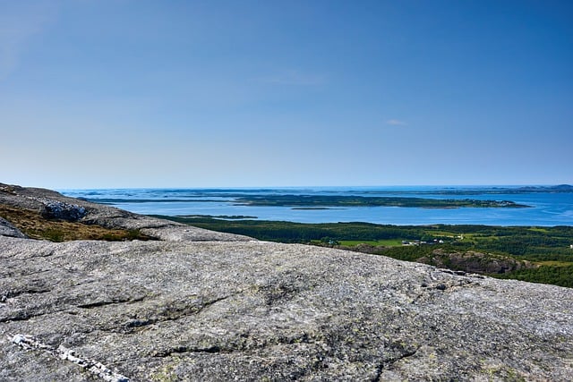 摇钱树怎么摆放有助于风水 ， 摇钱树的养护与文化寓意插图