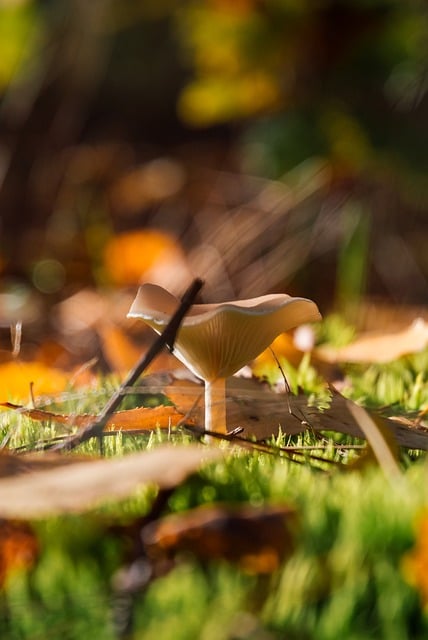 家庭室内植物怎么养? , 植物室内养护——光照插图 家庭室内植物怎么养? , 植物室内养护——光照插图