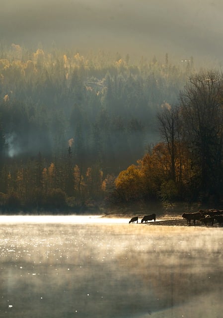 曼陀罗花的药用价值 , 曼陀罗花的药用价值插图 曼陀罗花的药用价值 , 曼陀罗花的药用价值插图