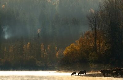 曼陀罗花的药用价值 ， 曼陀罗花的药用价值缩略图