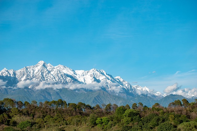 八宝景天怎么养，八宝景天开花后怎么处理？以及如何让它年年爆花？插图