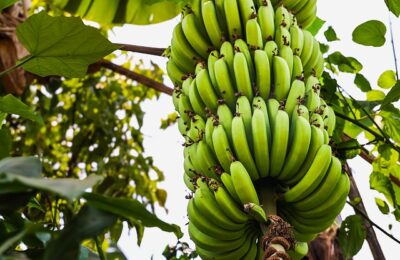 爱之蔓家庭种植及养护方法详解，爱之蔓的种植进阶技巧以及常见问题深入探讨缩略图