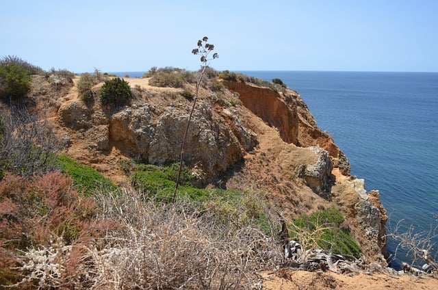 八仙花的品种,八仙花的品种选择和养护技巧有哪些?插图 八仙花的品种,八仙花的品种选择和养护技巧有哪些?插图