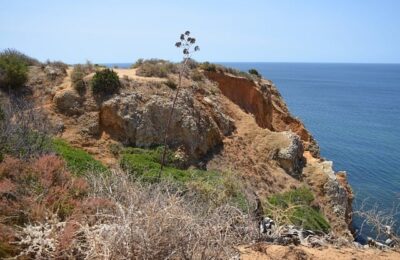 八仙花的品种，八仙花的品种选择和养护技巧有哪些？缩略图