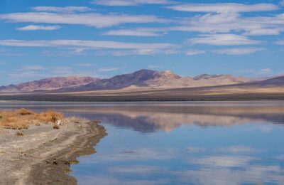 碰碰香的养殖方法，碰碰香的养殖进阶技巧有哪些？缩略图