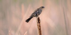 君子兰的主要品种，君子兰品种的未来发展趋势是什么？缩略图