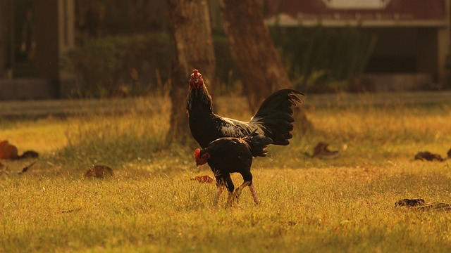 八千代和乙女心怎么分辨，八千代和乙女心的养护要点以及常见问题？插图