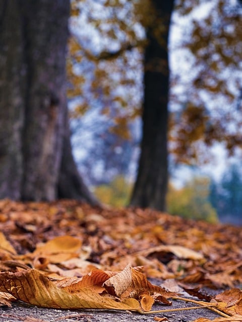 荷花的栽培方法,荷花栽培的进阶技巧与常见问题解答插图 荷花的栽培方法,荷花栽培的进阶技巧与常见问题解答插图