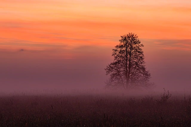 八仙花怎么养,八仙花不开花怎么办?插图 八仙花怎么养,八仙花不开花怎么办?插图