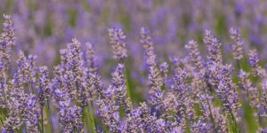 盆栽菊花的养殖方法，盆栽菊花如何安全过冬以及促进开花？缩略图