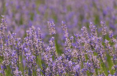 盆栽菊花的养殖方法，盆栽菊花如何安全过冬以及促进开花？缩略图