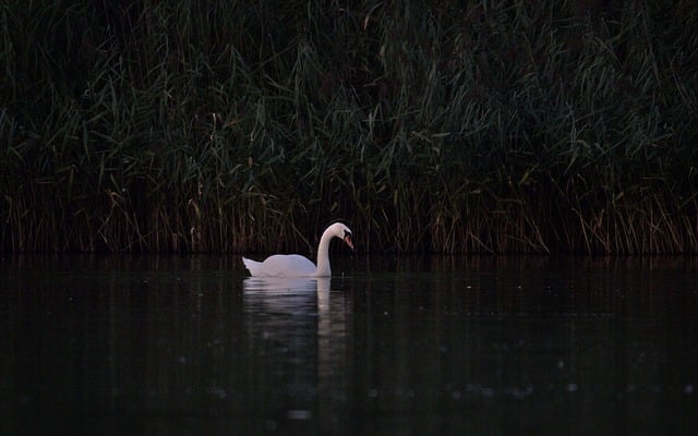 君子兰怎么养，有什么注意事项，君子兰不开花怎么办？如何促进君子兰开花？插图