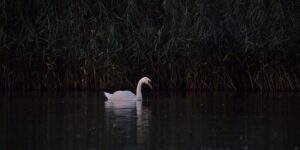 君子兰怎么养，有什么注意事项，君子兰不开花怎么办？如何促进君子兰开花？缩略图