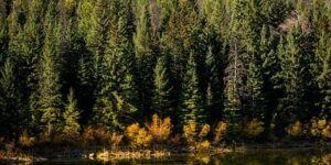 多肉植物紫珍珠和初恋怎么区别，多肉植物紫珍珠和初恋在杂交品种上的区别以及如何辨别它们的相似品种？缩略图