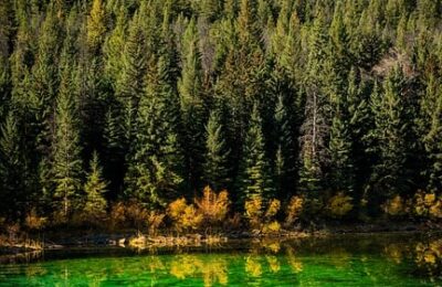 多肉植物紫珍珠和初恋怎么区别，多肉植物紫珍珠和初恋在杂交品种上的区别以及如何辨别它们的相似品种？缩略图