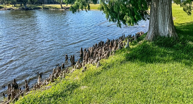 蟹爪兰的繁殖方法，蟹爪兰繁殖过程中需要注意哪些问题？插图