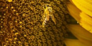 吊兰有多少品种，吊兰品种如此繁多，如何区分和选择？缩略图