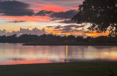 七叶莲和鸭掌木的区别，七叶莲和鸭掌木在养护上有什么需要注意的区别？缩略图