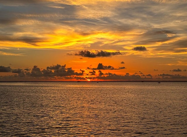 静夜和甘草船长的区别，静夜和甘草船长杂交品种如何辨认？插图