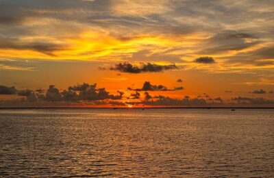 静夜和甘草船长的区别，静夜和甘草船长杂交品种如何辨认？缩略图