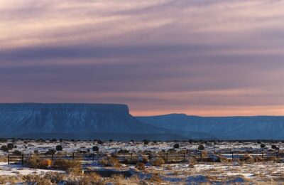 染井吉野樱和大岛樱的区别在哪，染井吉野樱的单一基因型会带来什么问题？缩略图