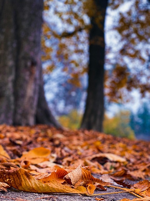 瑞香和结香的区别，瑞香和结香在园林应用中有哪些区别？插图