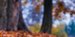 瑞香和结香的区别，瑞香和结香在园林应用中有哪些区别？缩略图