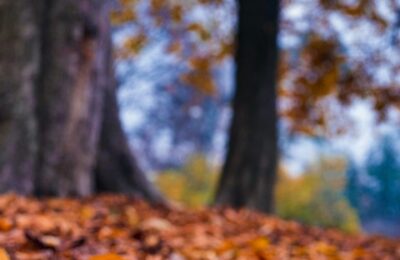 瑞香和结香的区别，瑞香和结香在园林应用中有哪些区别？缩略图