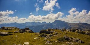 石竹和康乃馨的区别，石竹和康乃馨的杂交品种以及未来发展趋势？缩略图