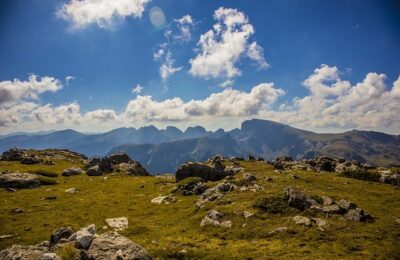 石竹和康乃馨的区别，石竹和康乃馨的杂交品种以及未来发展趋势？缩略图