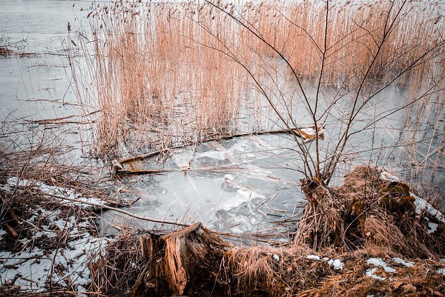 黄鹌菜与蒲公英的区别,黄鹌菜和蒲公英在进化上有什么关系?它们的药用价值差异的原因是什么?插图 黄鹌菜与蒲公英的区别,黄鹌菜和蒲公英在进化上有什么关系?它们的药用价值差异的原因是什么?插图