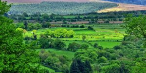 花烛和白掌的区别，花烛和白掌在养护上有什么不同？缩略图