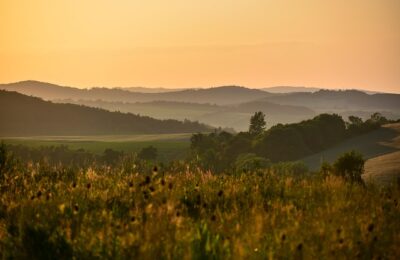 玉兰和木兰的区别，玉兰和木兰的更深层次探讨：文化意义和未来发展缩略图