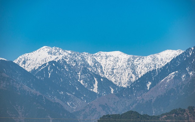 银杏和杏的区别，银杏和杏在文化和应用上的差异是什么？插图