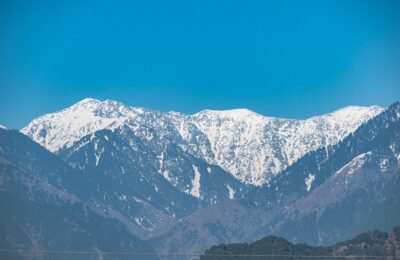 银杏和杏的区别，银杏和杏在文化和应用上的差异是什么？缩略图