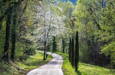 雅乐之舞和金枝玉叶的区别，雅乐之舞的锦化稳定吗？如何保持其色彩？缩略图