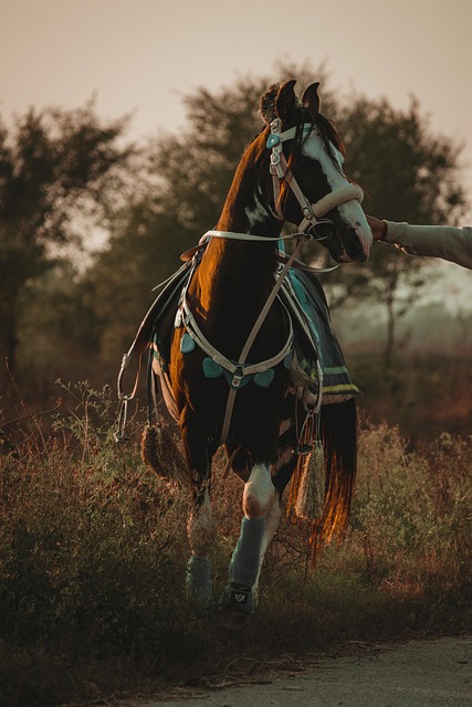 多肉奥普琳娜和霜之朝的区别,多肉奥普琳娜和霜之朝的杂交品种以及如何鉴别它们?插图 多肉奥普琳娜和霜之朝的区别,多肉奥普琳娜和霜之朝的杂交品种以及如何鉴别它们?插图