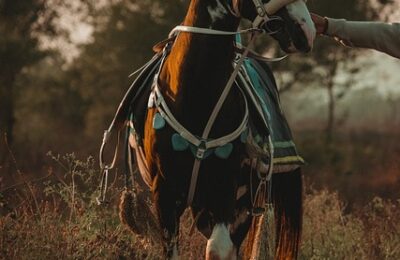 多肉奥普琳娜和霜之朝的区别，多肉奥普琳娜和霜之朝的杂交品种以及如何鉴别它们？缩略图