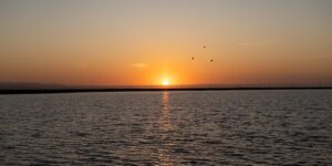 山乌龟和旱金莲的区别，山乌龟和旱金莲在园林应用上有什么区别？缩略图