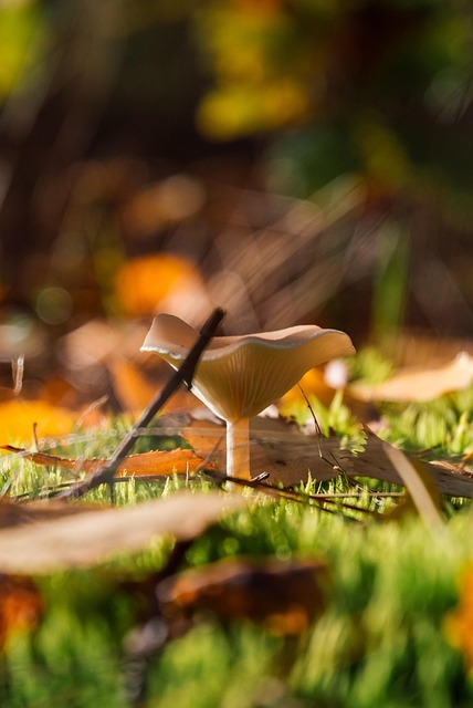 旱金莲与镜面草的区别,旱金莲与镜面草的栽培与应用还有哪些不同?插图 旱金莲与镜面草的区别,旱金莲与镜面草的栽培与应用还有哪些不同?插图