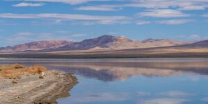 萱草和鸢尾的区别，萱草和鸢尾在园林应用中有什么区别？缩略图