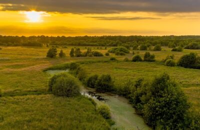 德国鸢尾和鸢尾的区别，德国鸢尾的未来发展趋势是什么？缩略图
